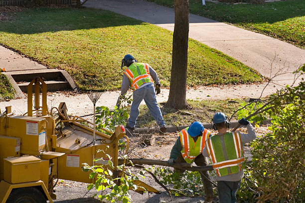 Why Choose Our Tree Removal Services in Falls Creek, PA?